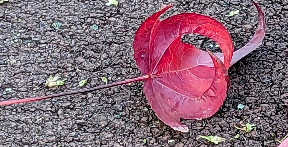 A lone Autumn leaf