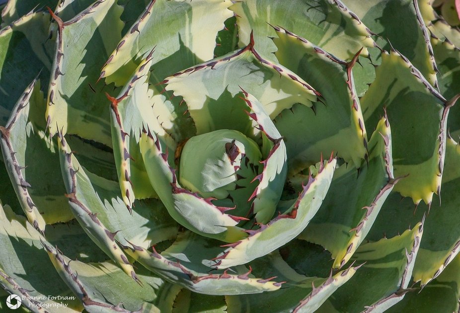 Agave