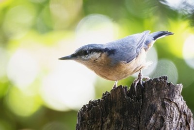 Eurasian Nuthatch