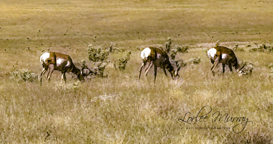 Driving back from parade and captured these Pronghorns.