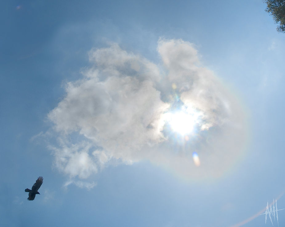 Looking up while sunbathing in my backyard.