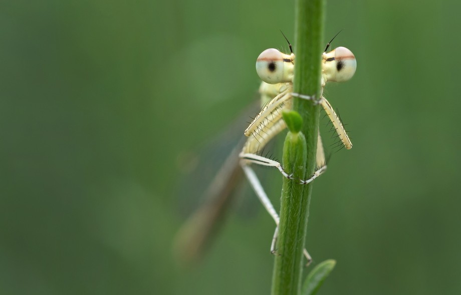 A Damselfly trying to hide from the camera!